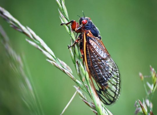 Cicada Double Trouble: Dual Emergence, Twice The Bugging